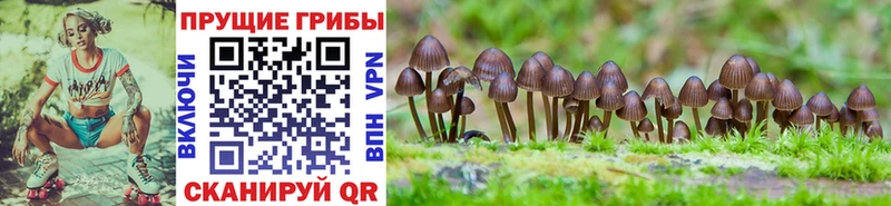 Галлюциногенные грибы GOLDEN TEACHER Судогда
